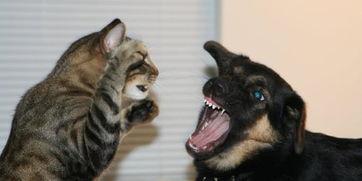 娱乐吃瓜酱狗狗打猫咪,娱乐吃瓜酱现场直播